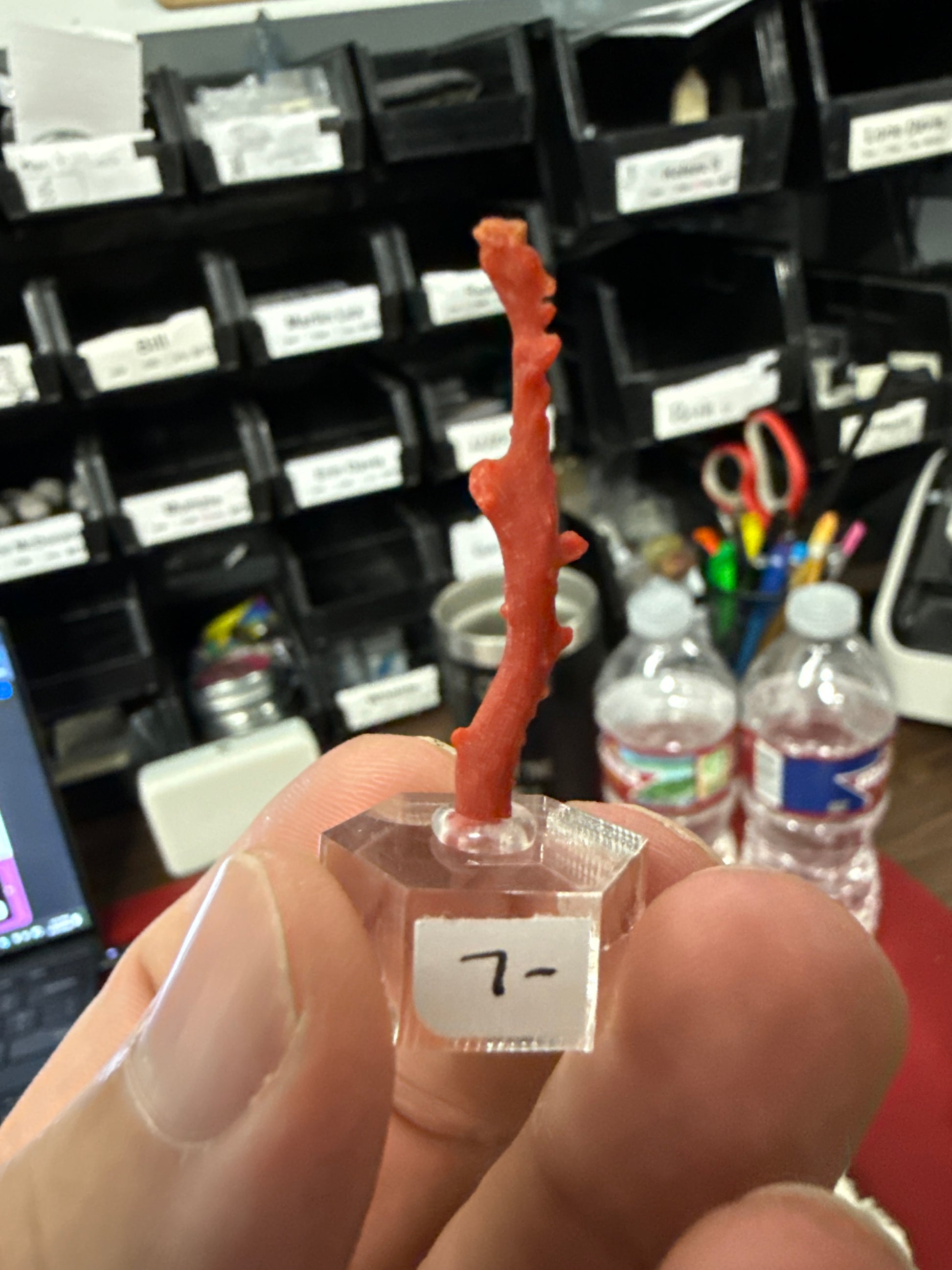 Auction Win: Red Coral