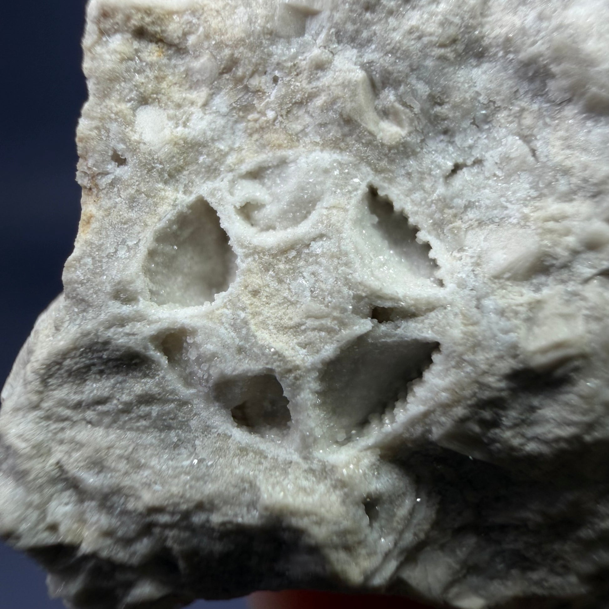 Auction Win: Fossilized Coral (Cast)