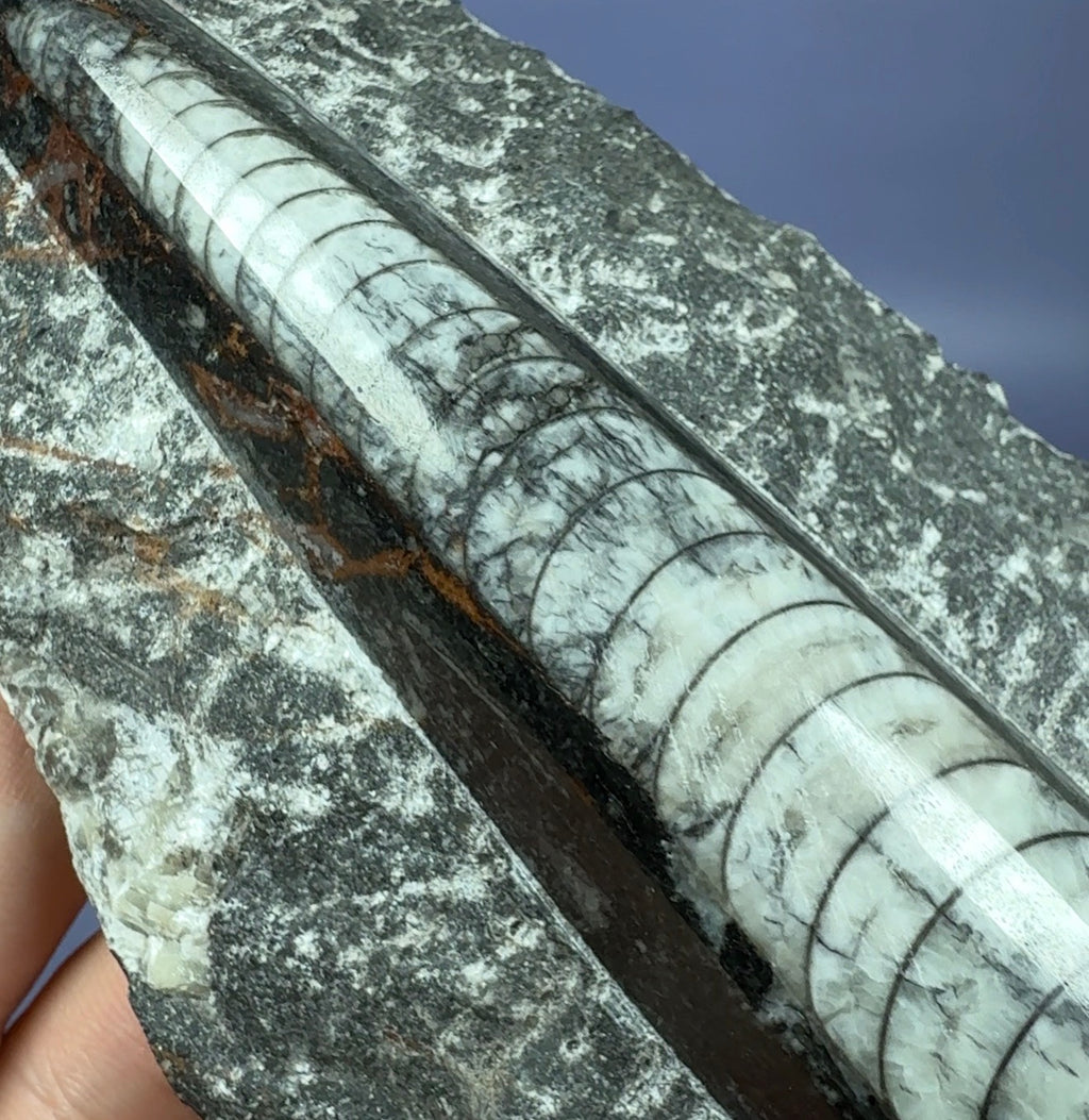 Auction Win: Orthoceras Fossil (~400 Million Years Old)