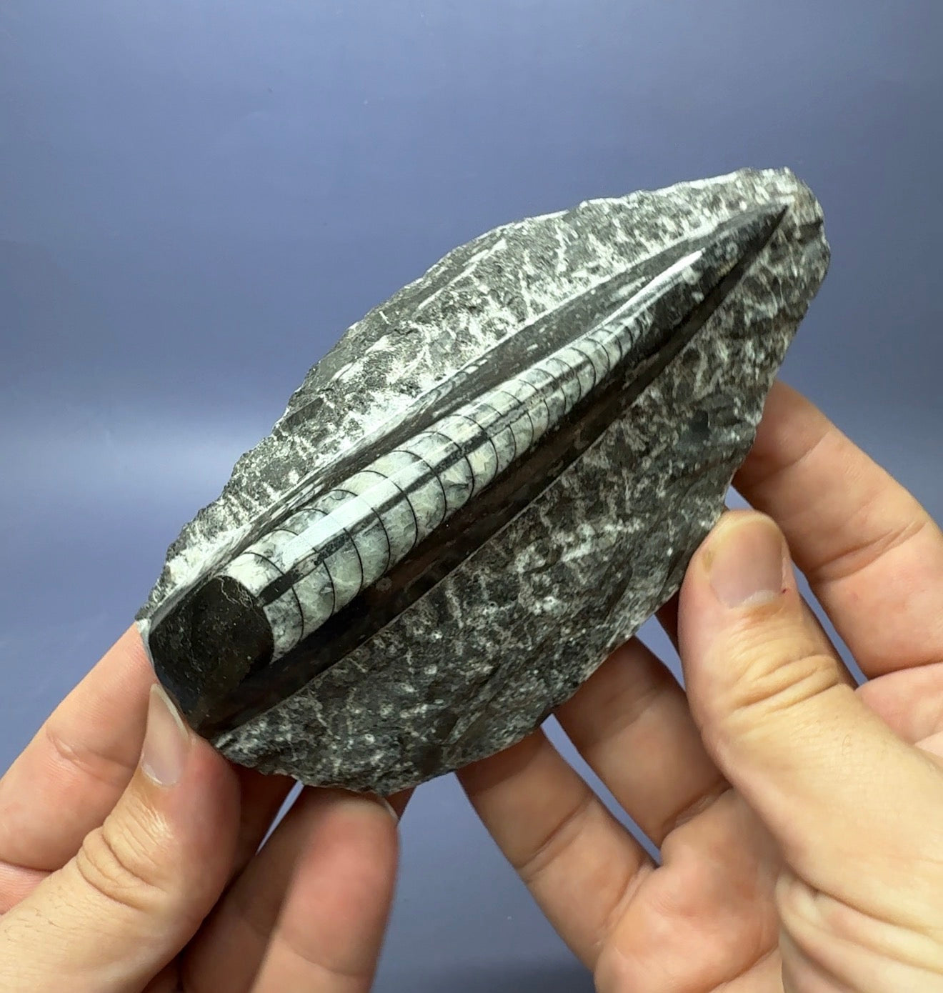 Auction Win: Orthoceras Fossil