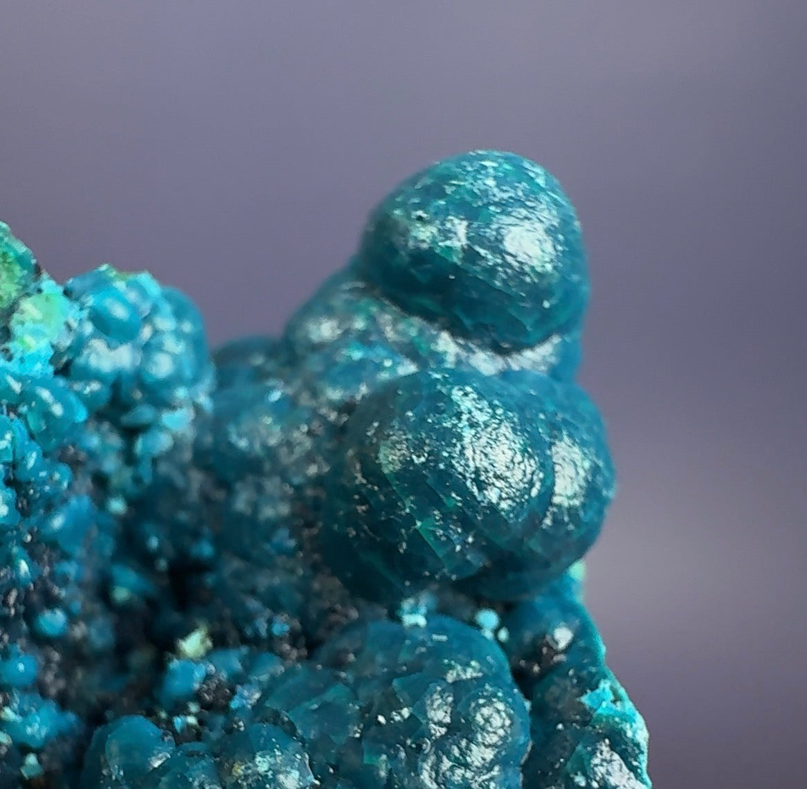 Auction Win: Chrysocolla (Botryoidal)