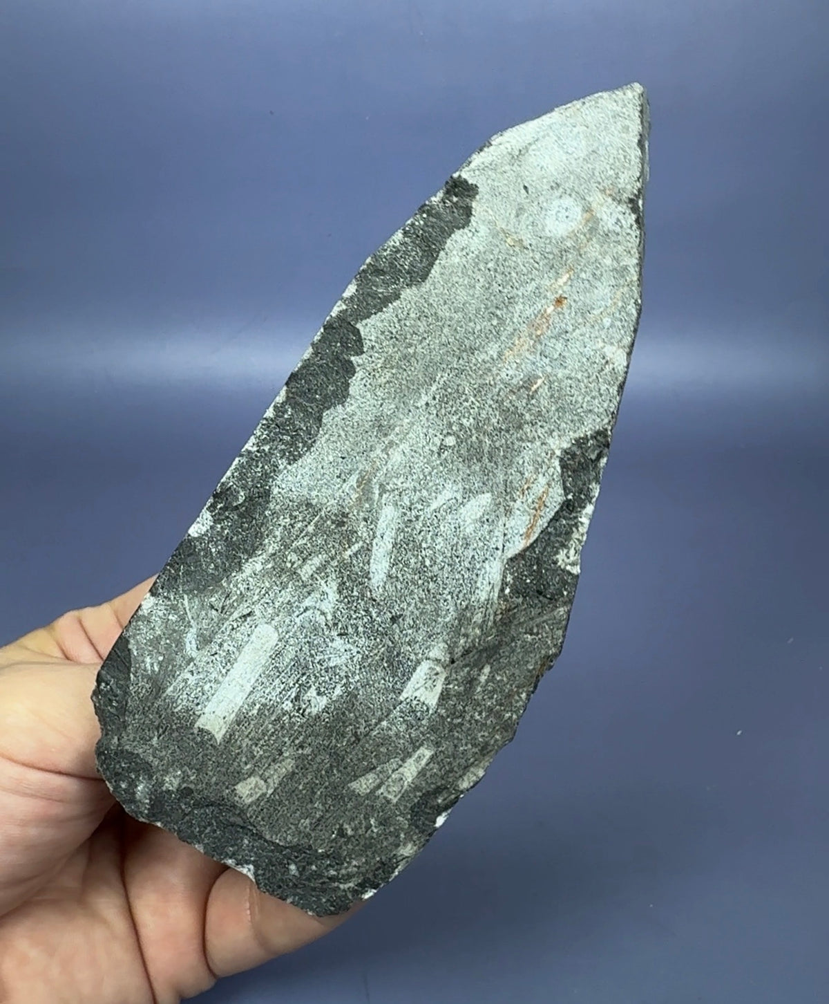 Auction Win: Orthoceras Fossil (~400 Million Years Old)