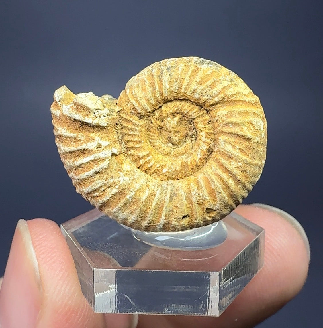 Auction Win: Ammonite Fossil (~150 Million years old)