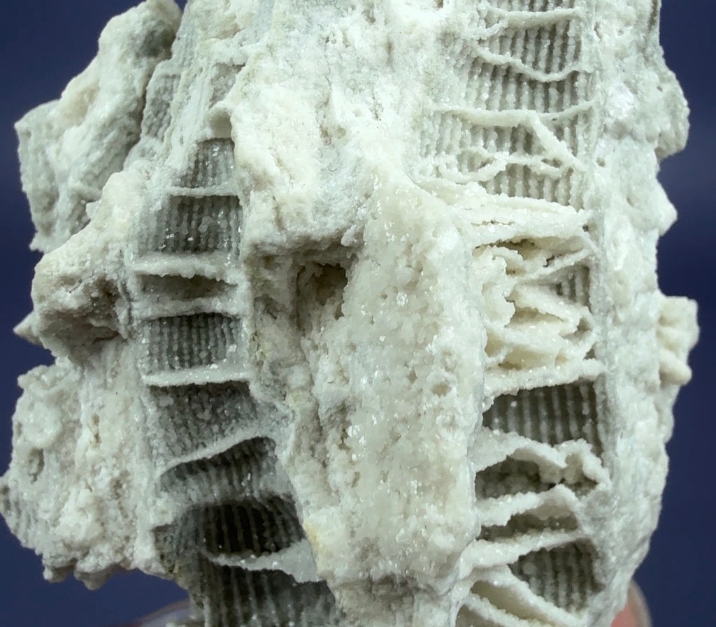 Auction Win: Fossilized Coral Cast