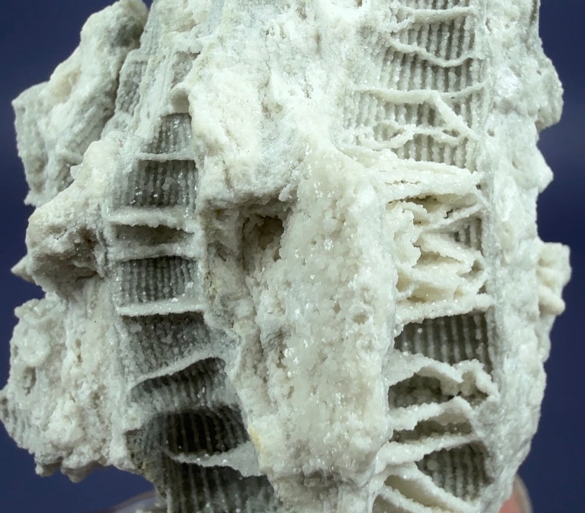 Auction Win: Fossilized Coral Cast