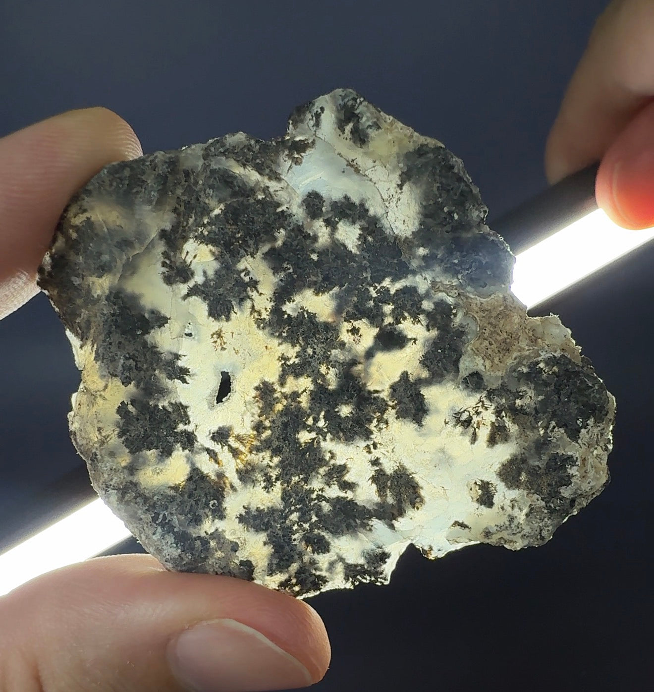 Auction Win: Dendritic Chalcedony Nodule