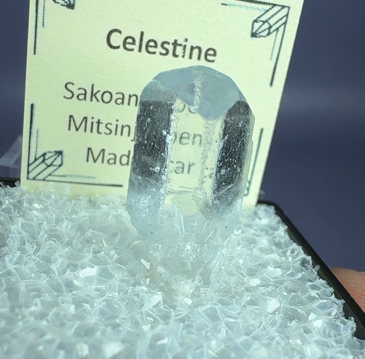 Auction Win: Celestine