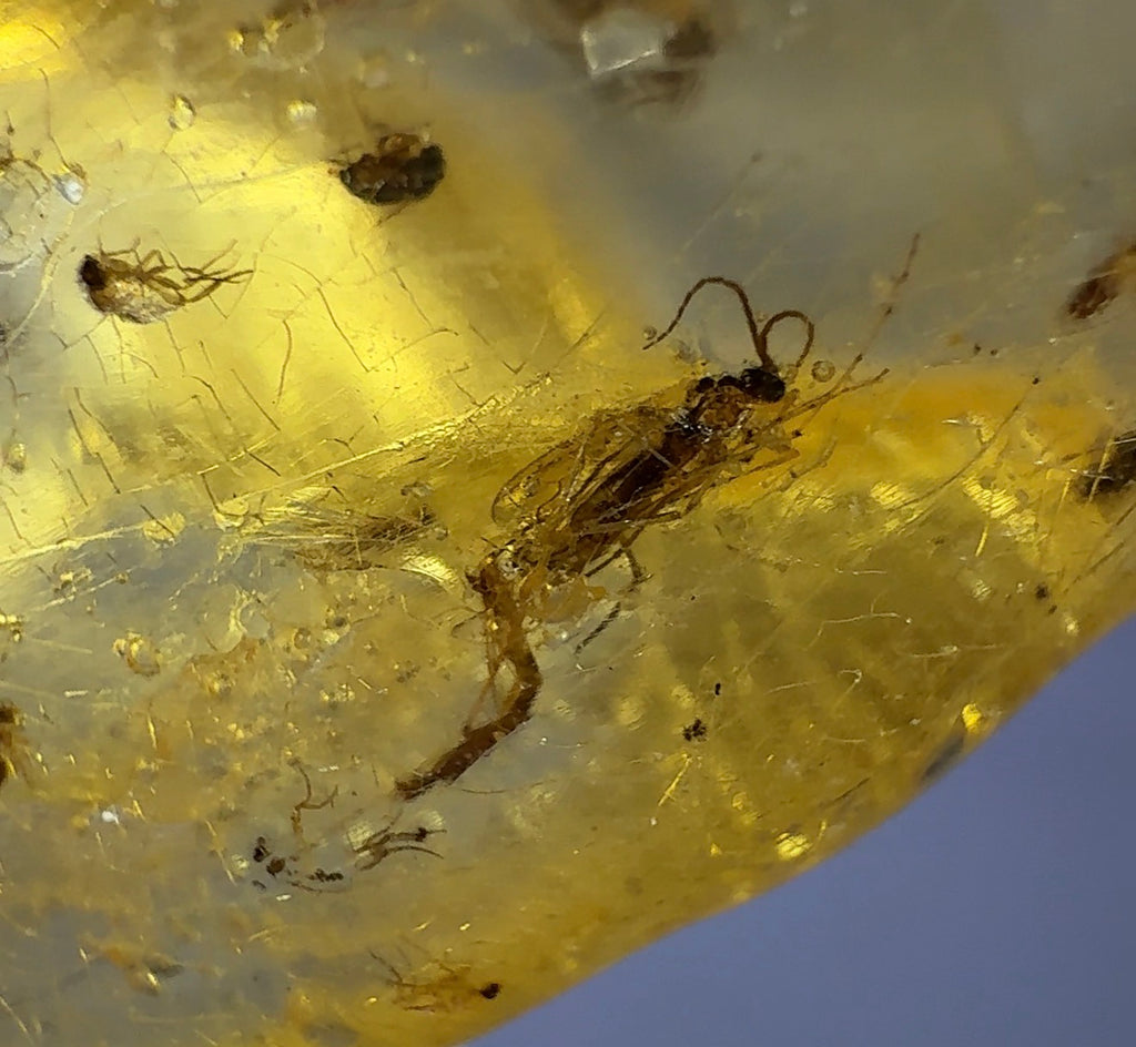 Auction Win: Copal Amber (28 insects inside!)