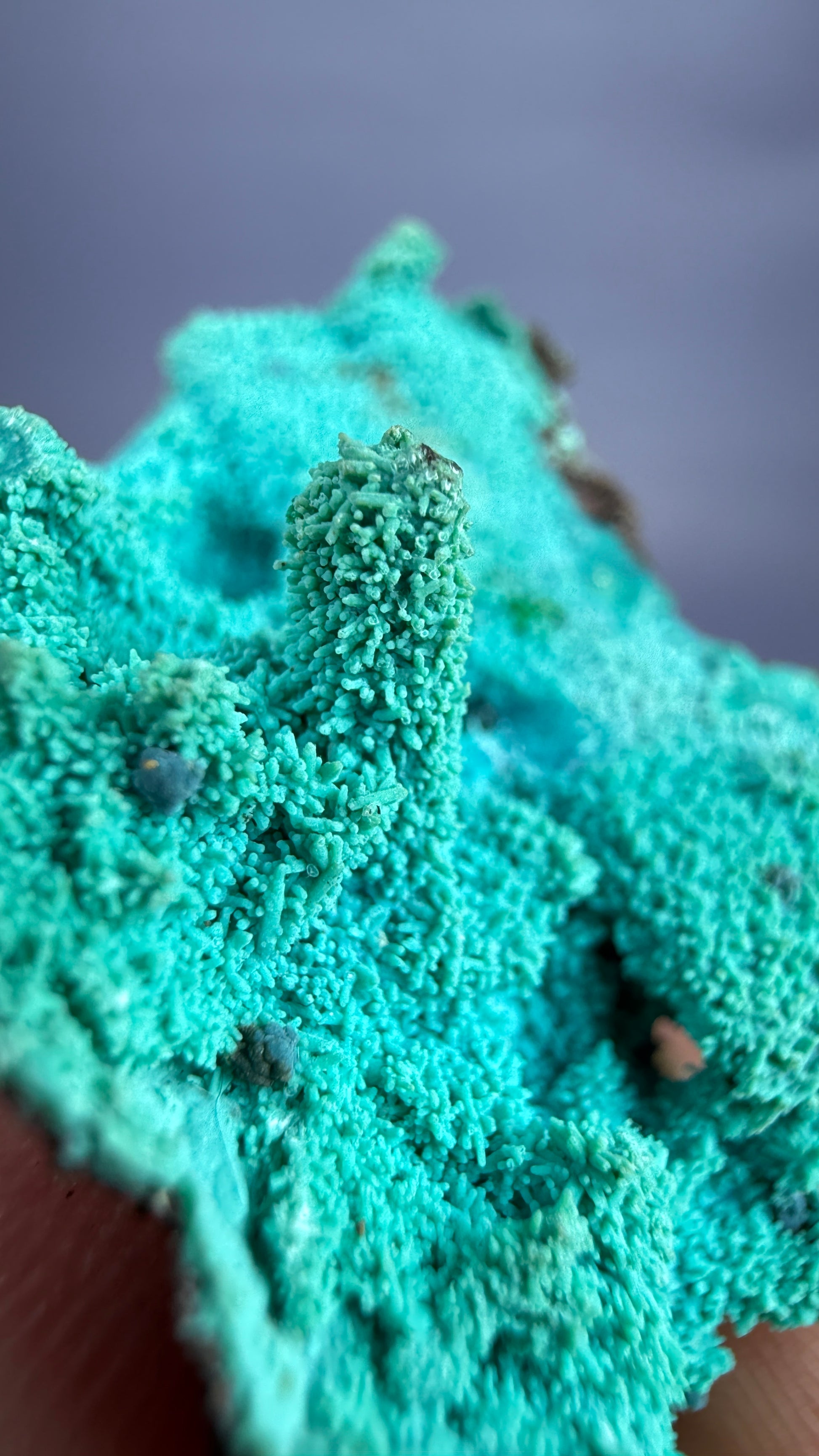 Auction Win: Chrysocolla (Pseudomorph!)