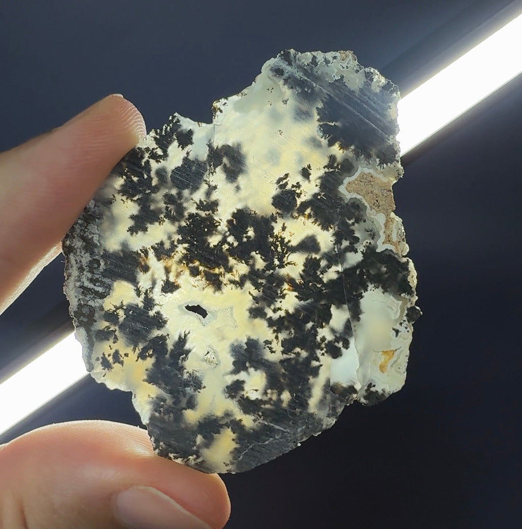 Auction Win: Dendritic Chalcedony Nodule