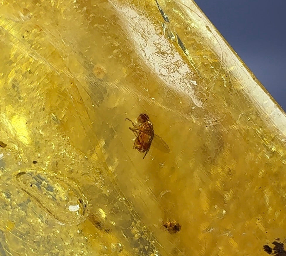 Auction Win: Copal Amber (28 insects inside!)