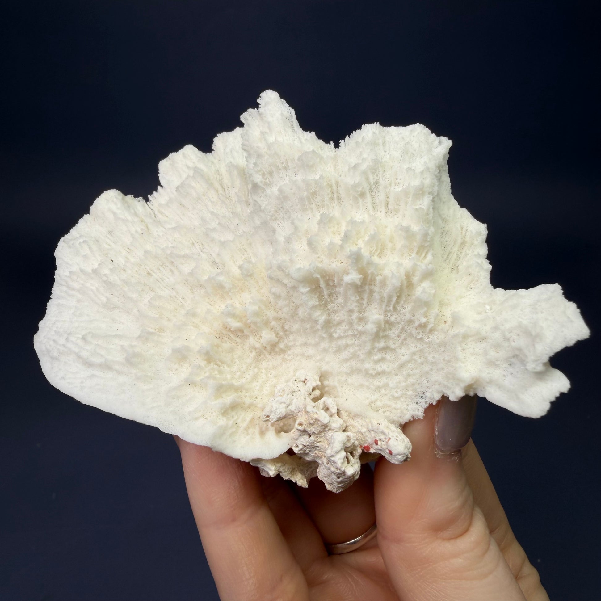Auction Win: Agatized Coral (fan)