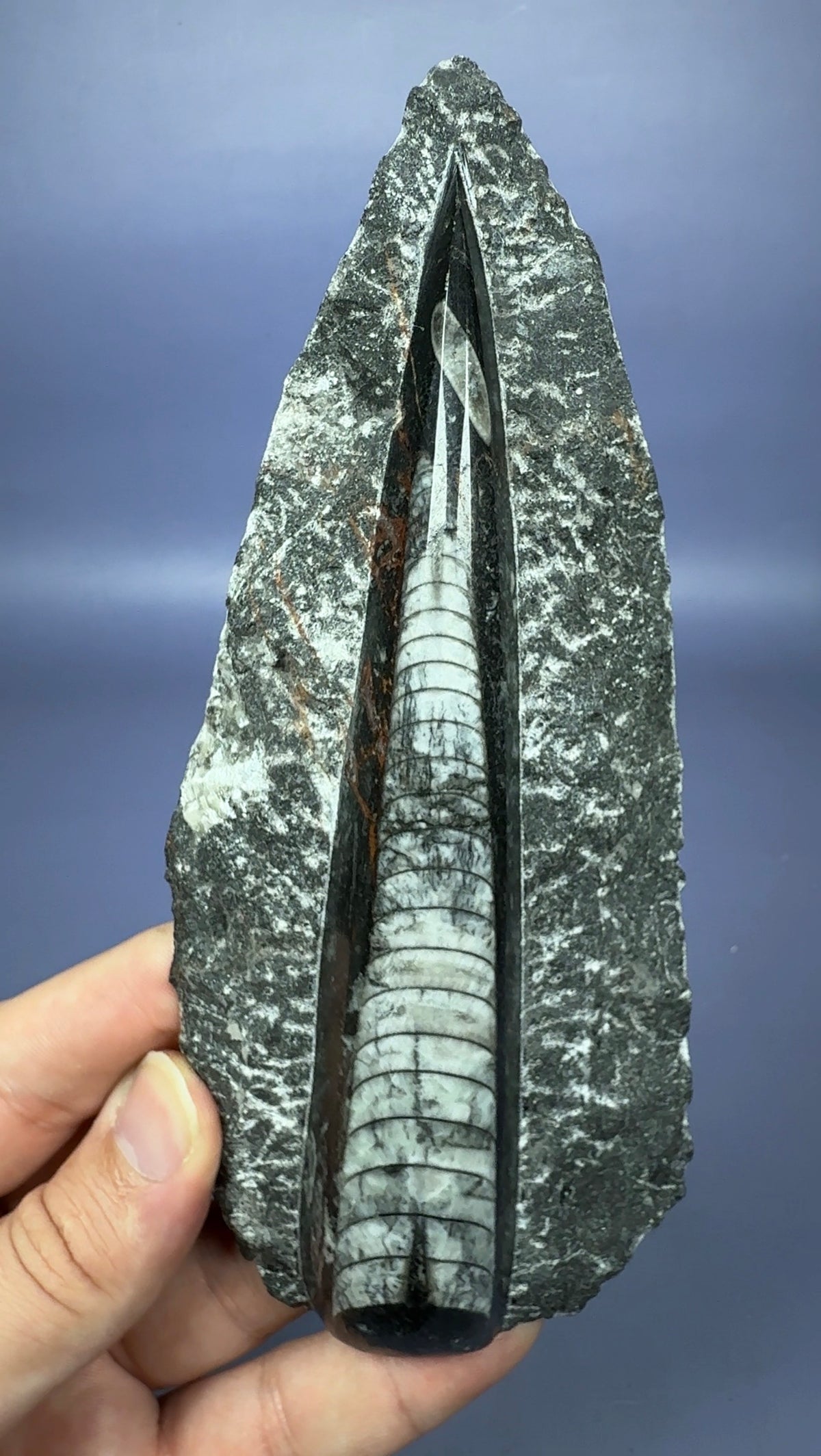 Auction Win: Orthoceras Fossil (~400 Million Years Old)