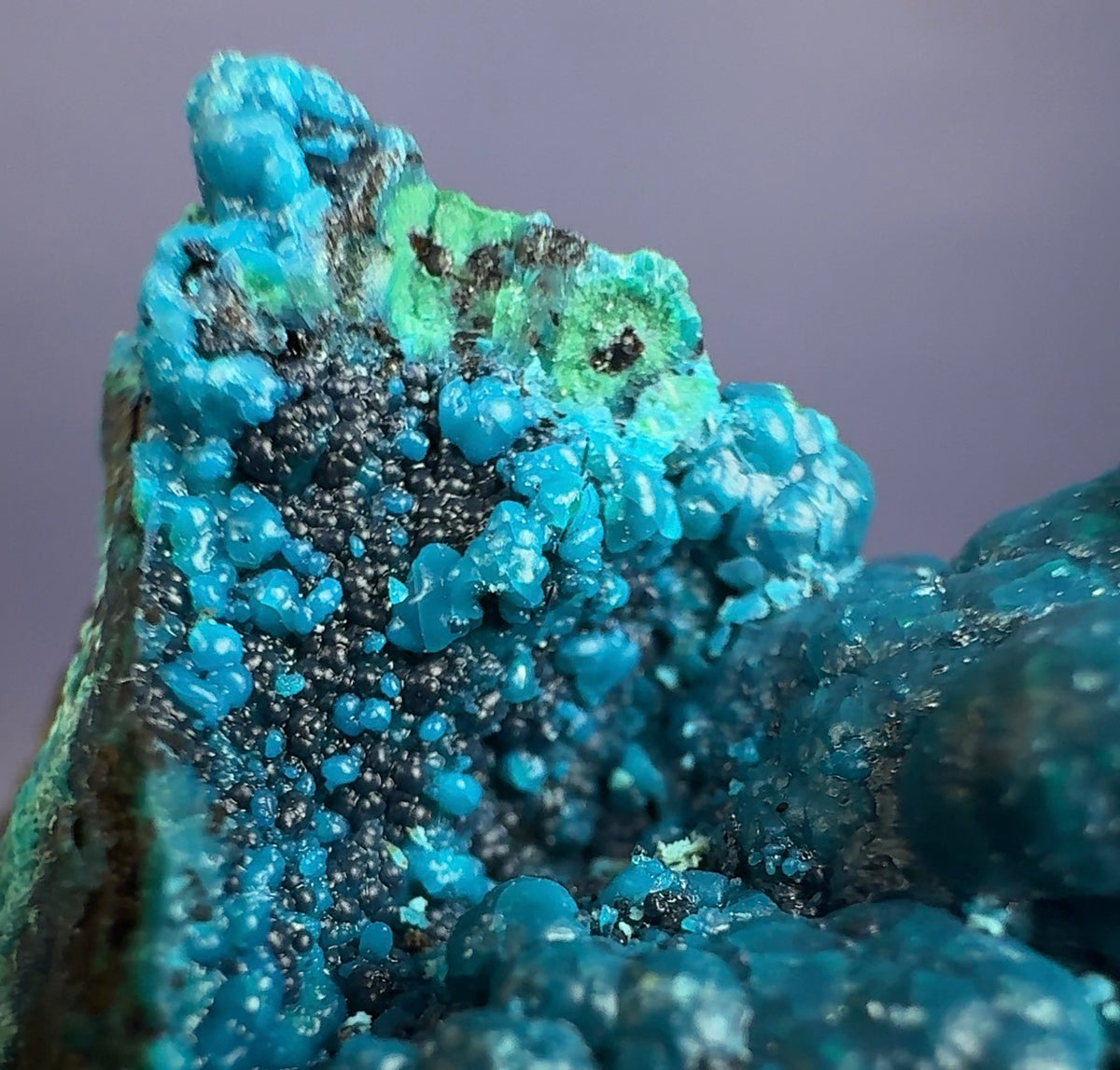 Auction Win: Chrysocolla (Botryoidal)