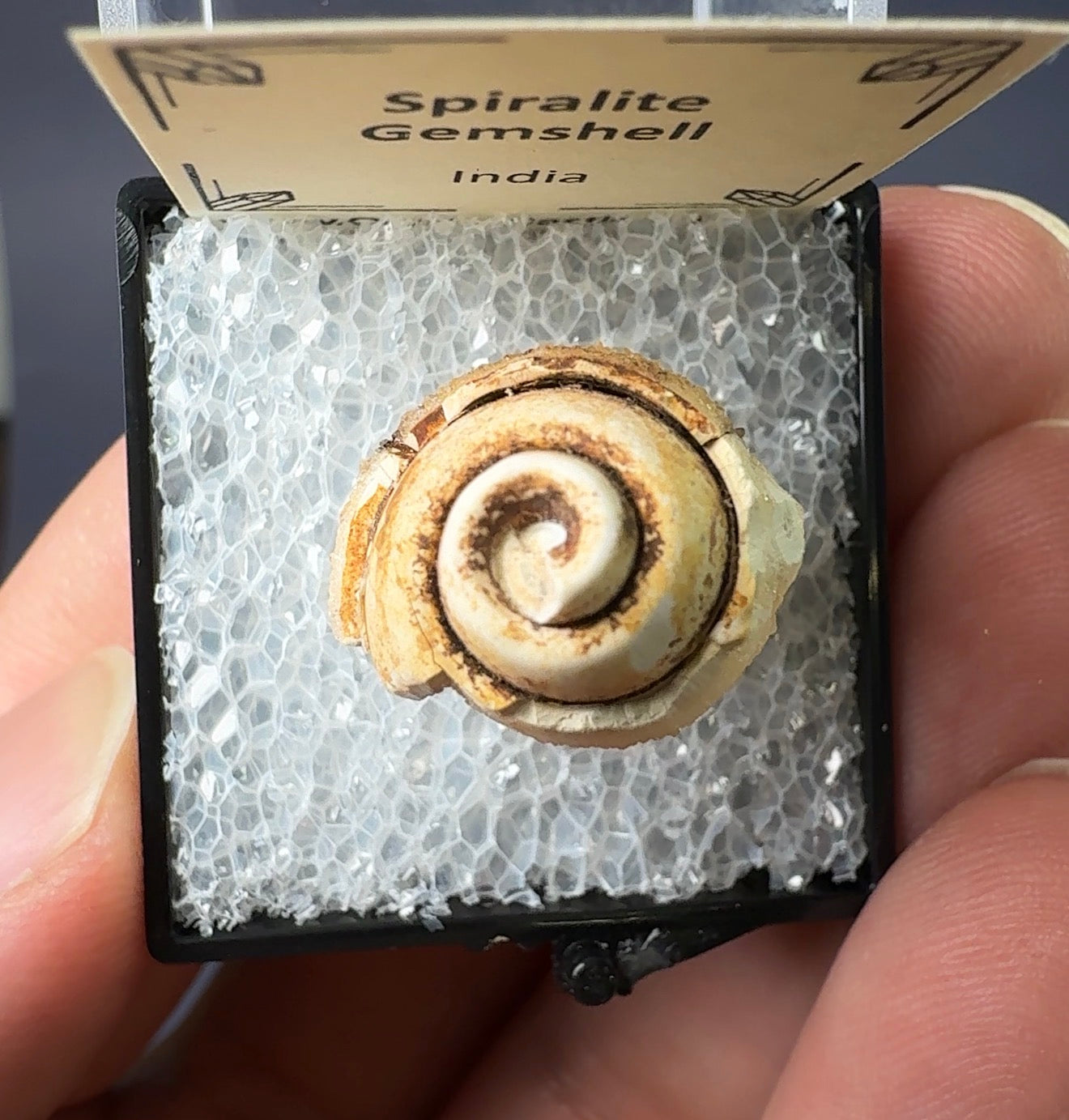 Auction Win: ‘Spiralite Gemshell’ (Quartz on Fossil)