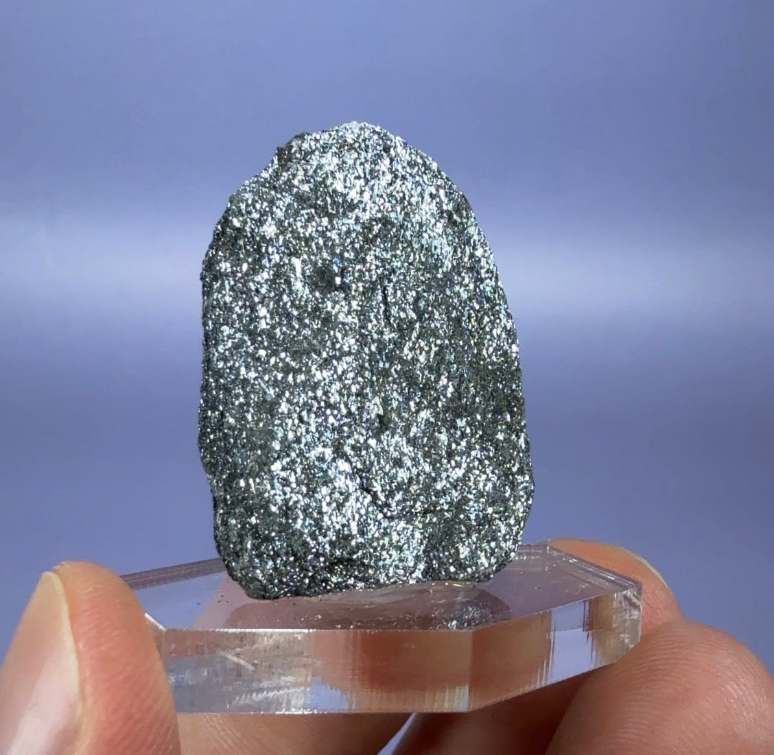 Auction Win: Specularite