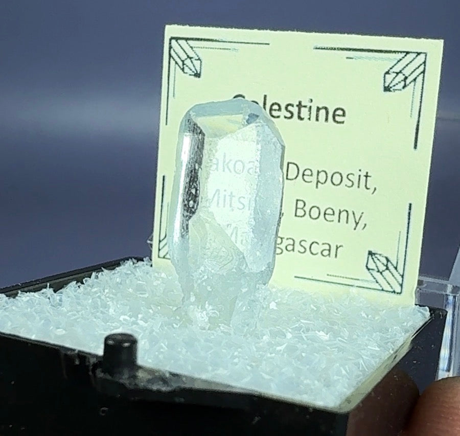 Auction Win: Celestine