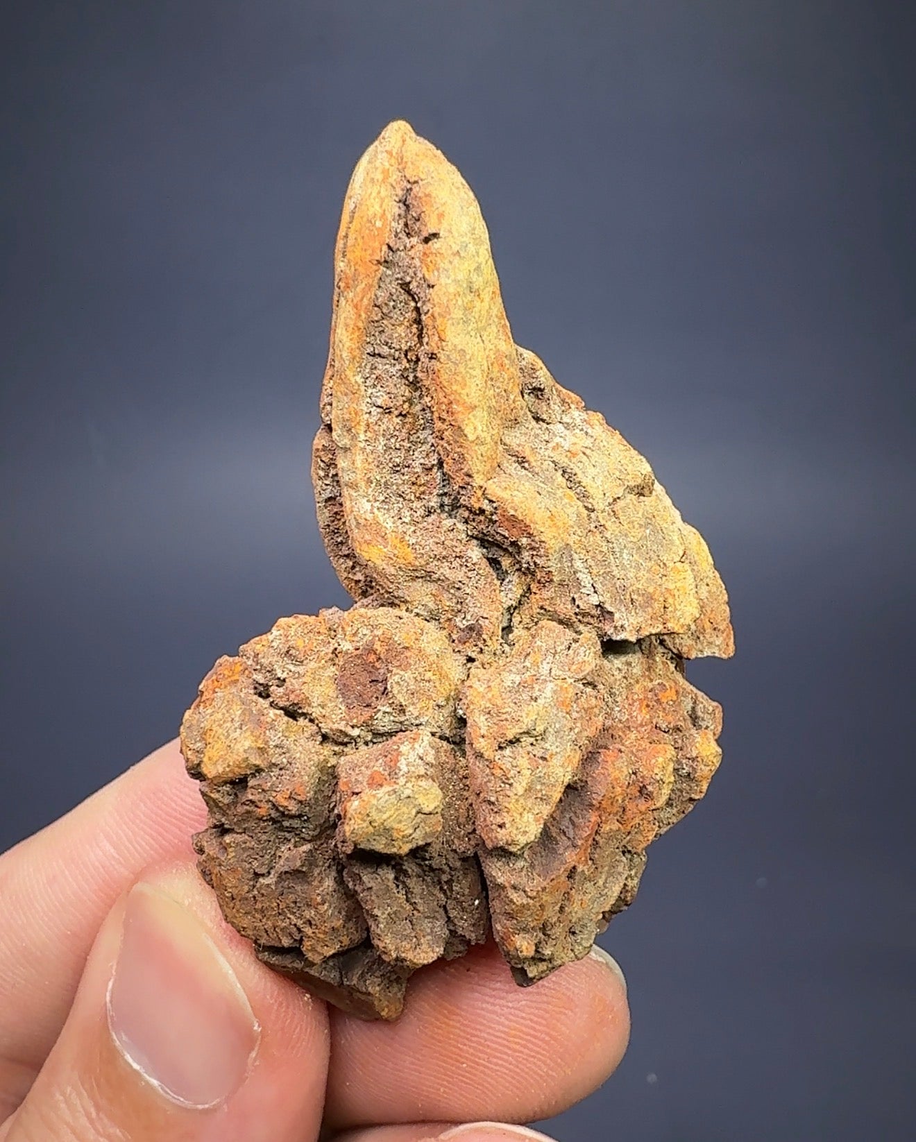 Auction Win: Cololite (Intestine Cast)