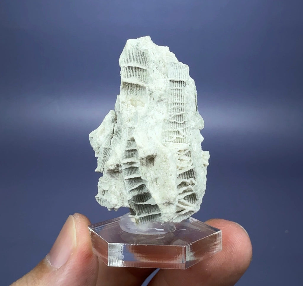 Auction Win: Fossilized Coral Cast
