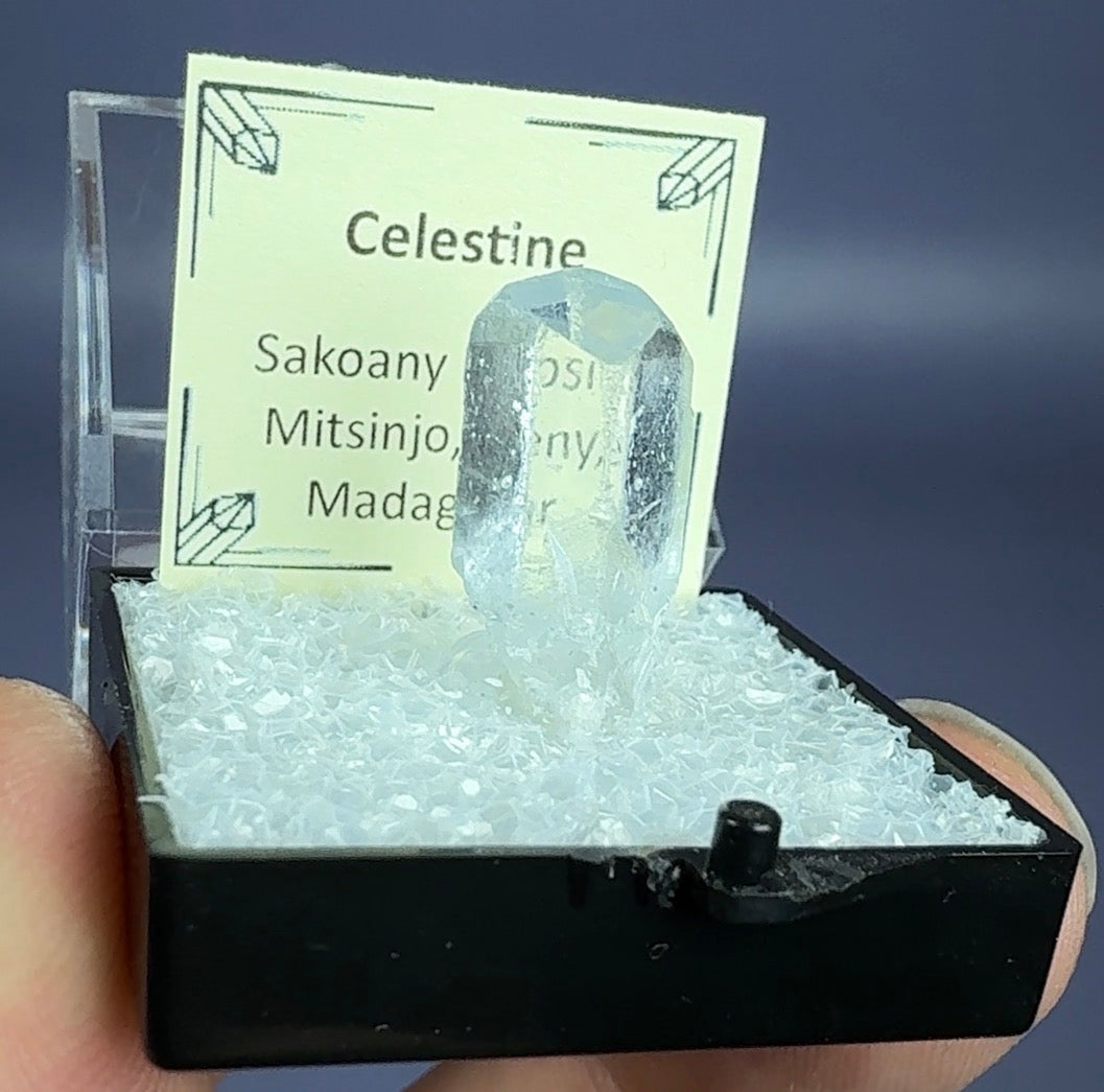Auction Win: Celestine