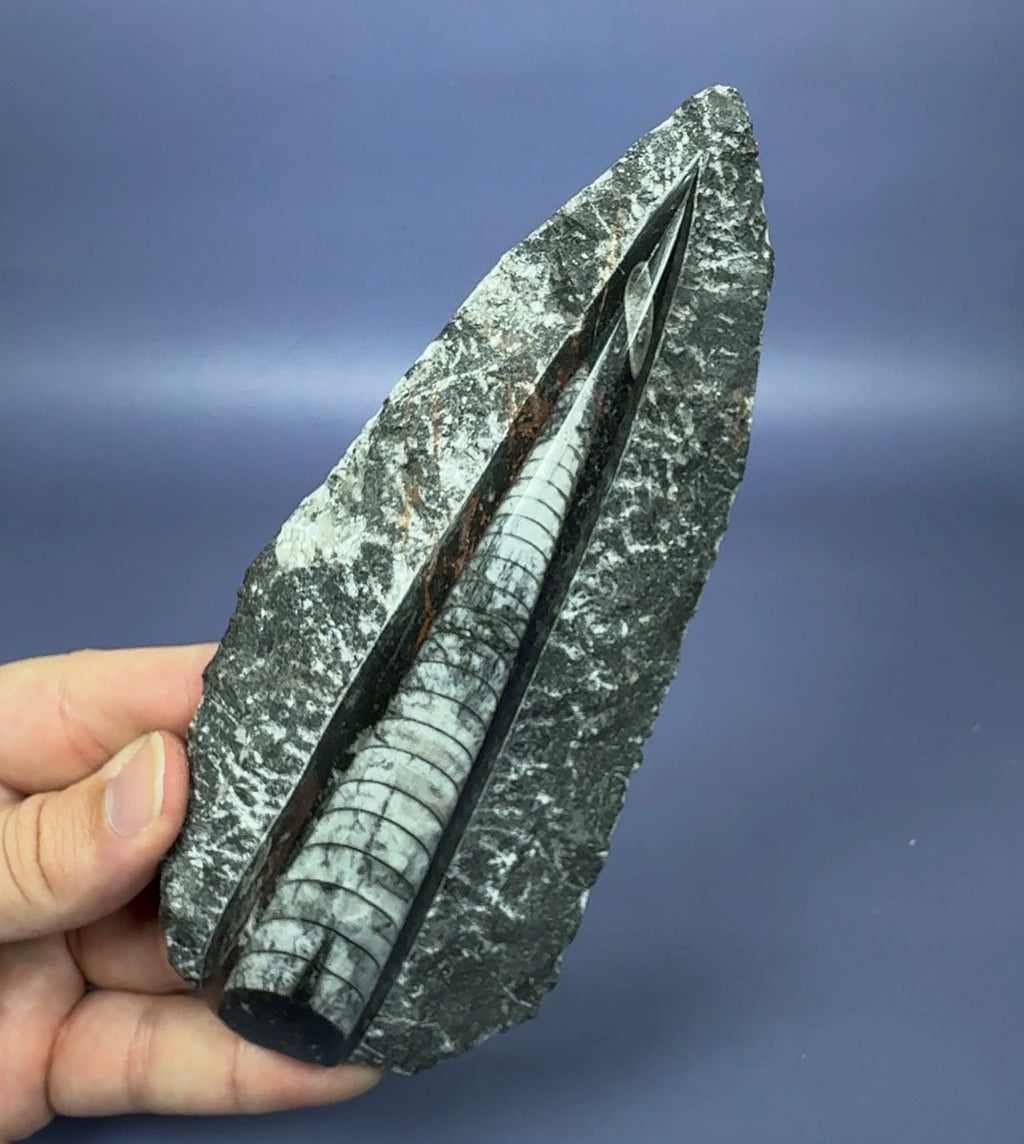 Auction Win: Orthoceras Fossil (~400 Million Years Old)