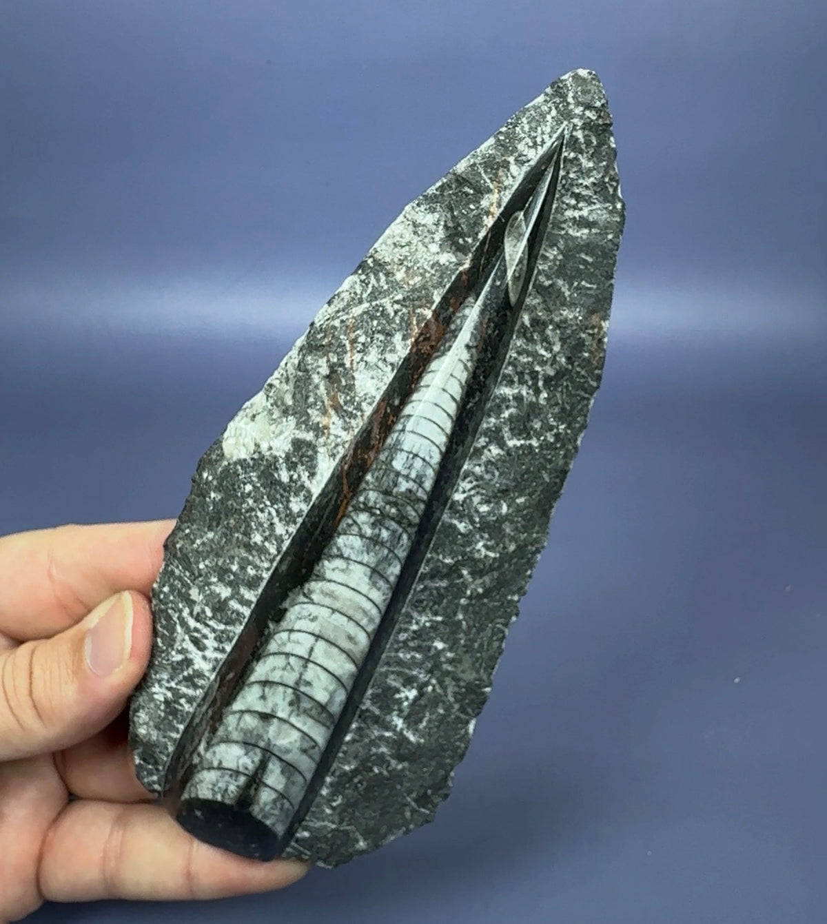 Auction Win: Orthoceras Fossil (~400 Million Years Old)