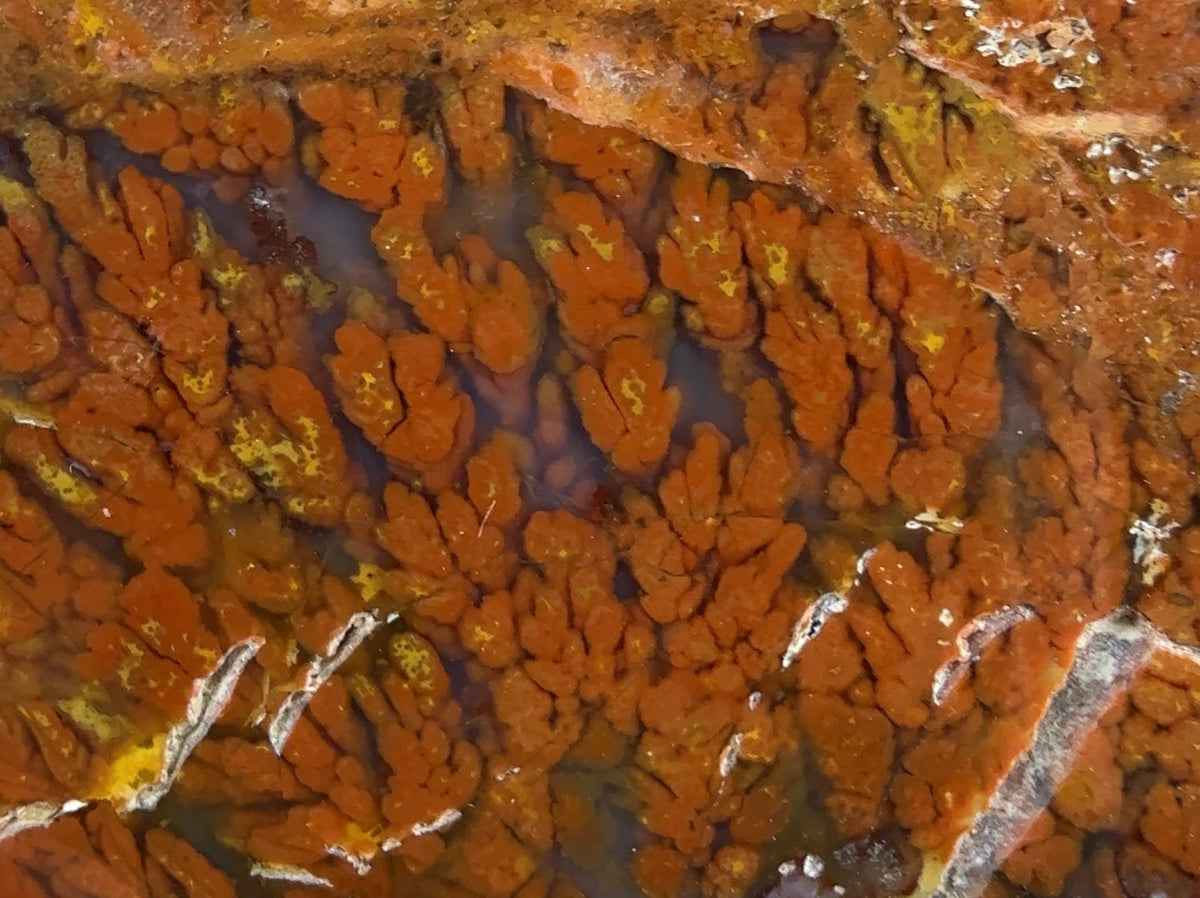 Auction Win: Plume Agate Cabachon