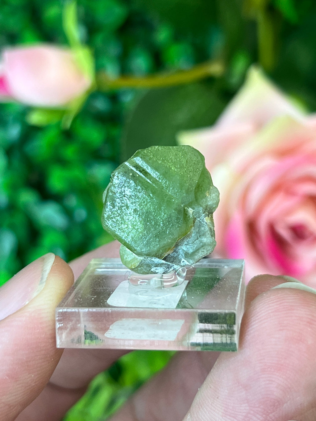Forsterite var. Peridot