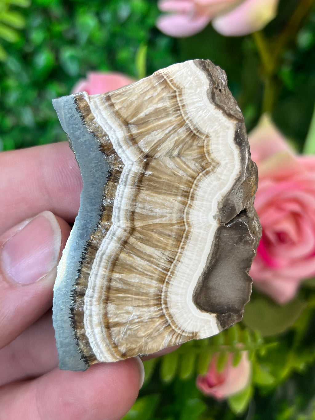 Baryte and Marcasite