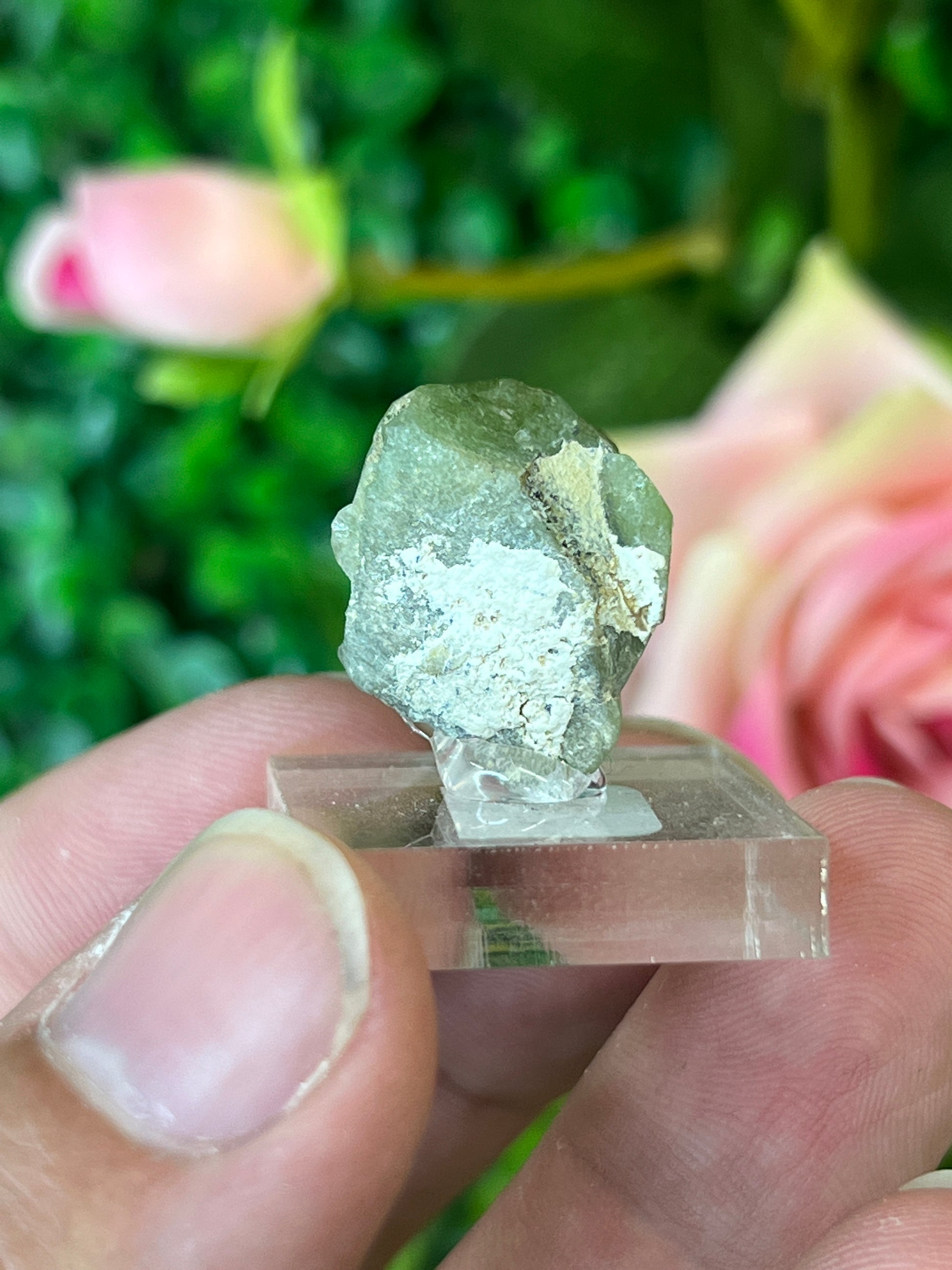 Forsterite var. Peridot