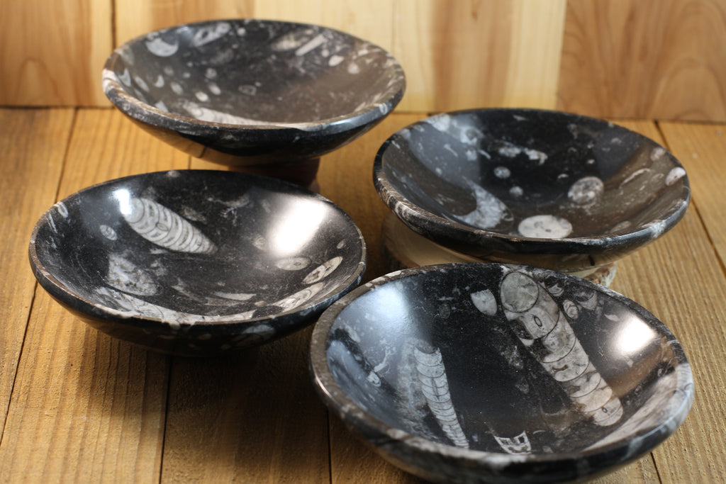 Orthoceras Fossil Bowls