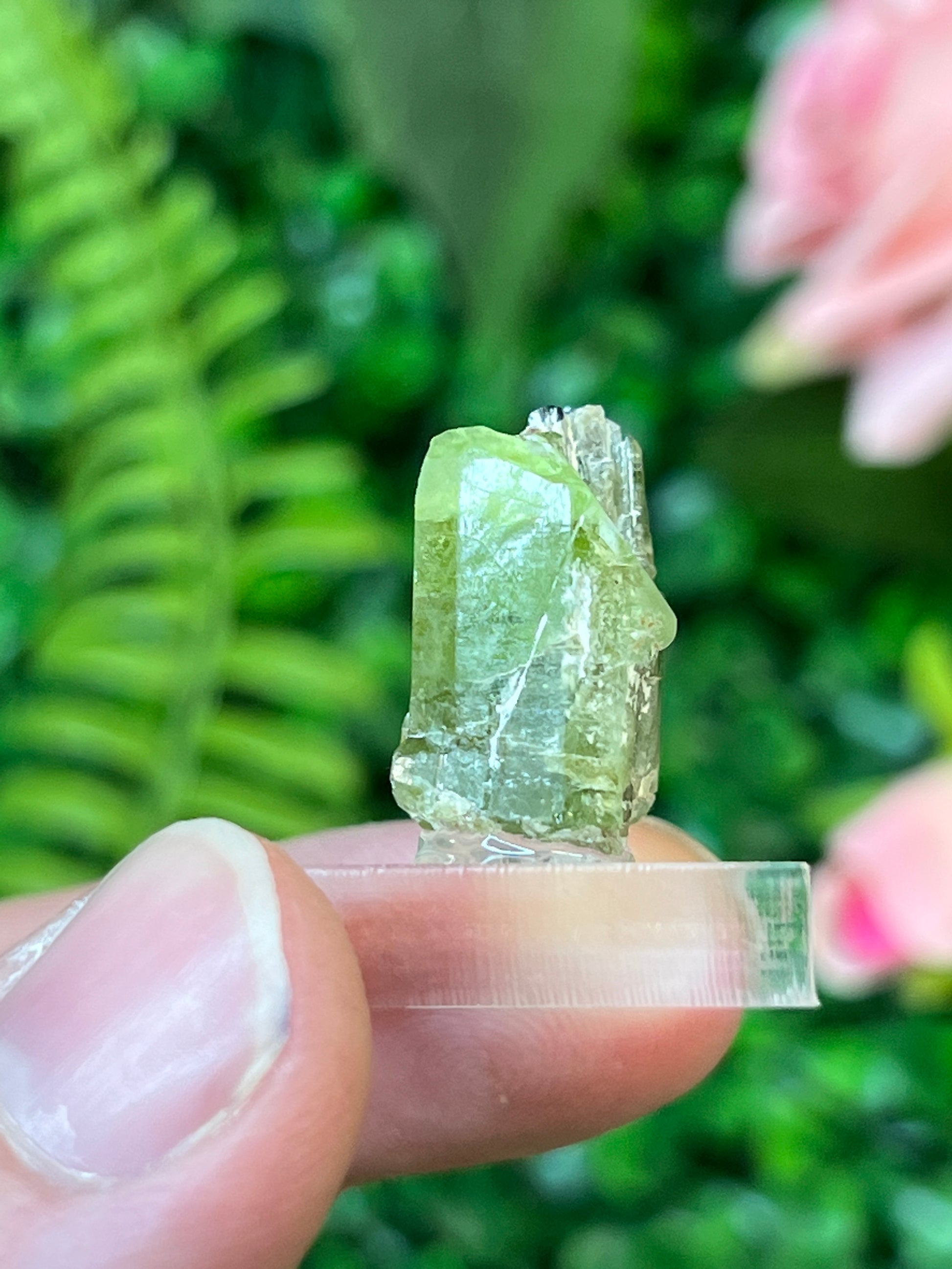Forsterite var. Peridot